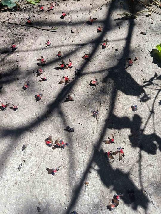 O insectă periculoasă pentru plante, care atacă inclusiv vița-de-vie, depistată în premieră în Republica Moldova. Avertisment pentru populație