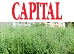 Obligatoriu pentru proprietarii de terenuri! Sancțiuni între 1.000 și 5.000 de lei din cauza ambroziei