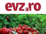Mare lovitură dată cu o afacere pe bază de căpșuni. Șoferii se înghesuie să cumpere
