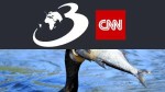 Ultimele zile ale cormoranului: 10 țări, printre care și România, cer UE împușcarea acestor păsări pe motiv că mănâncă prea mult pește