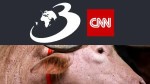 Celebritatea a făcut ca bivolul „Donald Trump” să scape cu viață. Cu câteva ore înainte să fie ucis, guvernul a intervenit