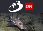 Plajele din Grecia sunt „invadate” de „pești iepure”. Crucea Roșie avertizează turiștii să aibă grijă la mușcăturile lor