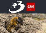 Cercetătorii au descoperit 5.5 milioane de albine care trăiesc, de 100 de ani, într-o „metropolă” săpată sub un cimitir din New York