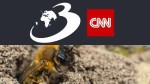 Cercetătorii au descoperit 5.5 milioane de albine care trăiesc, de 100 de ani, într-o „metropolă” săpată sub un cimitir din New York