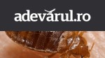 Cum arată mușcătura de ploșniță și ce poți face dacă găsești insecta în casă. Semnele care nu trebuie ignorate