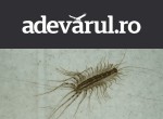 De ce apare miriapodul de casă și cât de periculos este „gândacul cu multe picioare”: riscurile mușcăturii și cum scapi de el din locuință