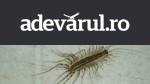 De ce apare miriapodul de casă și cât de periculos este „gândacul cu multe picioare”: riscurile mușcăturii și cum scapi de el din locuință