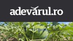 Pepenele verde cu miez galben, senzația verii. Producător: „De patru ani nu mă mai doare capul, am contracte”