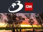 SUA au plantat arbori Niaouli ca să dreneze mlaștinile: După 120 de ani, copacii produc efecte dăunătoare pe care nimeni nu le anticipa