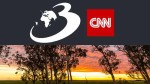 SUA au plantat arbori Niaouli ca să dreneze mlaștinile: După 120 de ani, copacii produc efecte dăunătoare pe care nimeni nu le anticipa