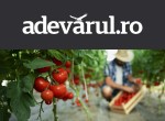 Trei reguli de aur ca roșiile din grădină să rodească toată vara: ghid pentru luna iulie