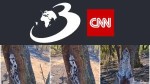 Copacii ard din interior în Parcul Natural Lunca Mureșului. Se caută explicații pentru fenomenul misterios, ce a stârnit teorii bizare
