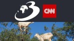 În 1889, patru capre au fost lăsate pe o insulă nelocuită. Șase decenii mai târziu, oamenii s-au întors și noul peisaj i-a șocat