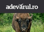 Un zimbru de aproape o tonă a fost găsit fără cap la Măgura Ilvei. Ce suspiciuni au autoritățile în legătură cu moartea animalului