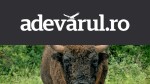 Un zimbru de aproape o tonă a fost găsit fără cap la Măgura Ilvei. Ce suspiciuni au autoritățile în legătură cu moartea animalului