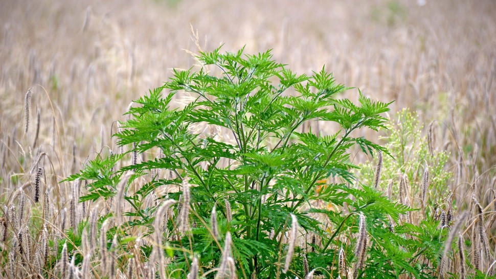 Ambrozia pericol pentru sănătate. Cantitatea de polen crește foarte mult