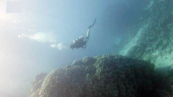 O colonie de corali de aproximativ 600 de ani a fost descoperită în Marea Roșie