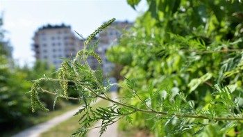 Inamicul nevăzut care afectează bucureștenii. Ambrozia a pus stăpânire pe Capitală