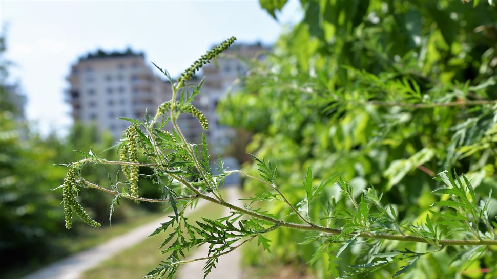 Inamicul nevăzut care afectează bucureștenii. Ambrozia a pus stăpânire pe Capitală