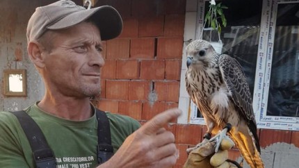 Un bărbat din Arad s-a trezit în mijlocul gospodăriei cu un șoim dotat cu GPS