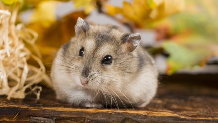 Un hamster tranzacționează criptomonede mai bine decât oamenii