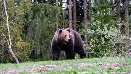 Ministrul Mediului a aprobat împușcarea a 5 urși din Argeș Mureș și Suceava