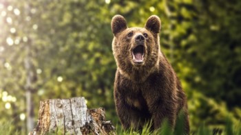 Un bărbat din Prahova a fost desfigurat de un urs