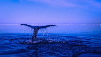 Un pescar din Thailanda a găsit vărsături de balenă în valoare de 15 milioane de dolari. Comoara îi va schimba viața