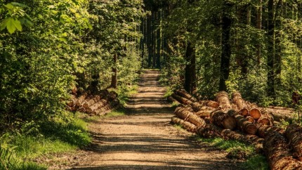 În România se înființează Bursa Lemnului