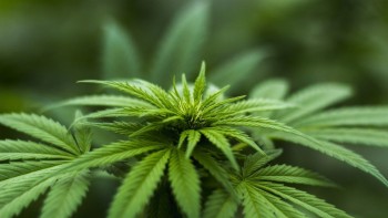 Luxemburg primul stat european ce legalizează canabisul