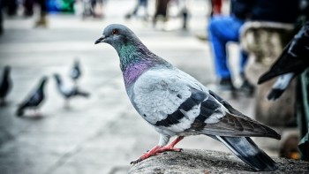 La Arad autoritățile îi sfătuiesc pe locuitori să evite să atingă porumbei pentru că par bolnavi