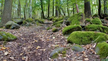 Într-o pădurea virgină din Șinca Veche primul traseu tematic din România