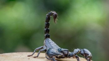 O angajată a fost înțepată de un scorpion într-un centru comercial din Capitală