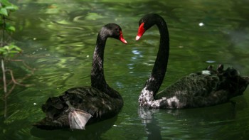 Coreea de Nord a început să crească lebede negre pentru hrana populaţiei