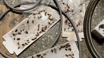 ANPC a cerut închiderea a patru magazine Mega Image. Inspectorii au găsit produse expirate și gândaci