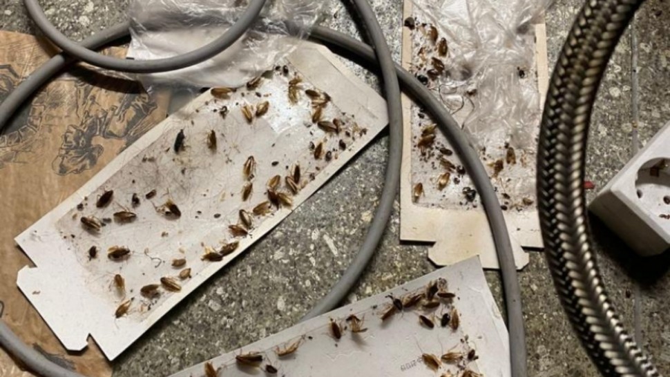 ANPC a cerut închiderea a patru magazine Mega Image. Inspectorii au găsit produse expirate și gândaci