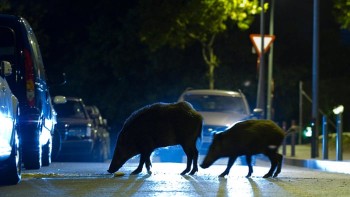 Barcelona invadată de mistreţi. Cum încearcă autorităţile locale să rezolve această problemă
