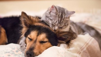 A început campania de sterilizare a câinilor și pisicilor din Capitală. Zece mii de patrupede vor putea fi sterilizate gratuit