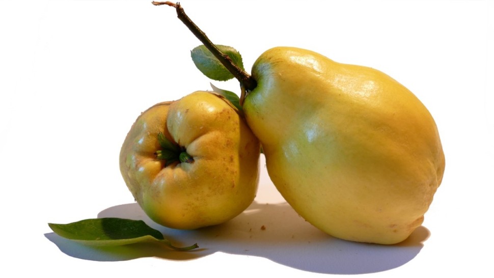 Beneficiile pe care le are gutuia pentru diabetici și hipertensivi