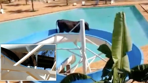 Imagini virale. O vacă s-a refugiat pe un tobogan de apă după ce a scăpat din abator