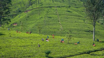 Sri Lanka vrea să plătească în ceai o datorie de 251 de milioane de dolari