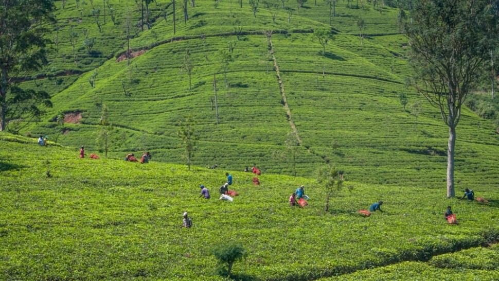 Sri Lanka vrea să plătească în ceai o datorie de 251 de milioane de dolari