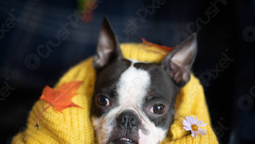 Un câine a salvat viața unui bebeluș care nu mai respira