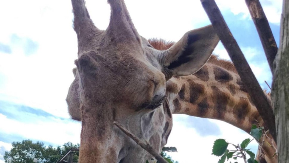 Cea mai bătrână girafă din Japonia a murit la 32 de ani