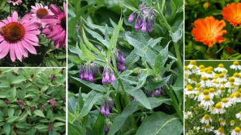 Plantele care ajută digestia Cei care au bila leneșă trebuie să bea aceste ceaiuri înainte de masă