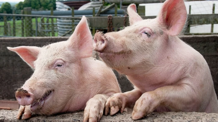 Alertă de pestă porcină în România. Mii de animale vor fi sacrificate