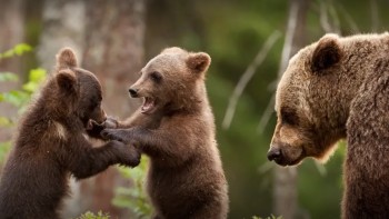 Tanczos Barna anunță aprobarea legii care permite intervenția imediată împotriva urșilor bruni Împreună ocrotim viața umană