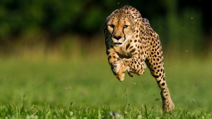 Care sunt cele mai rapide animale din lume | FOTO