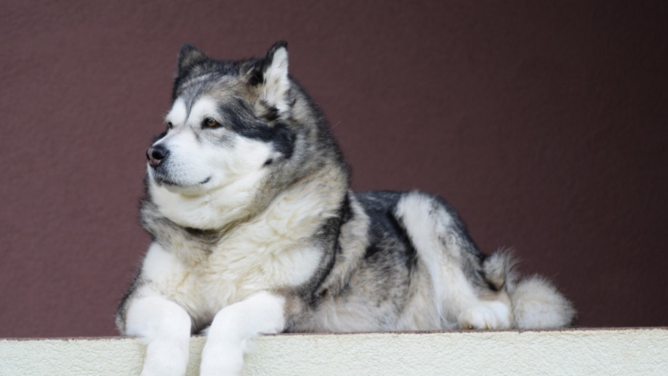 Un câine și-a salvat stăpânul care era pe moarte