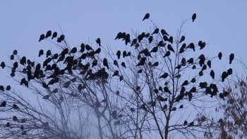 Pe ce vrea Primăria Capitalei să cheltuie 1.000.000 lei